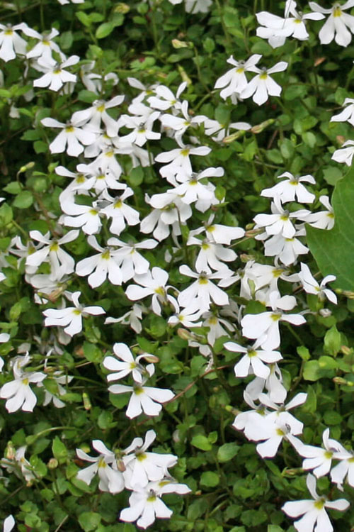  White Star Creeper (Pratia Angulata) - 5 Pack Of Pint Pots