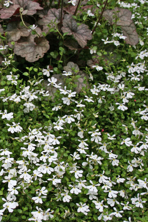  White Star Creeper (Pratia Angulata) - 5 Pack Of Pint Pots