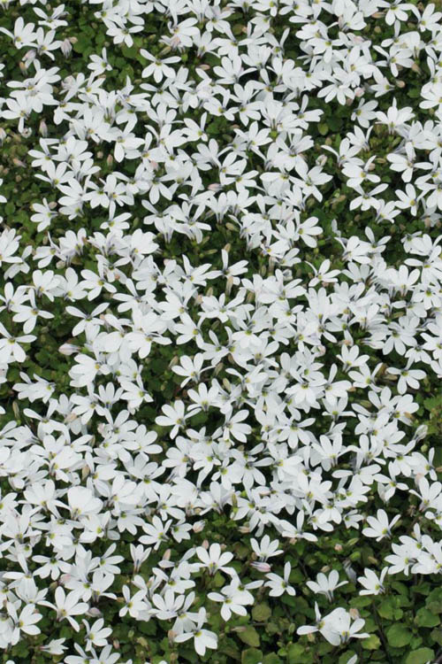  White Star Creeper (Pratia Angulata) - 5 Pack Of Pint Pots