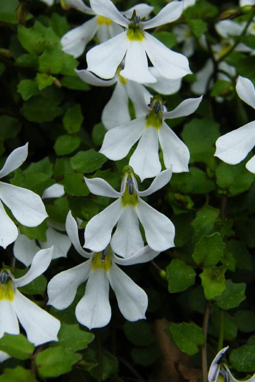  White Star Creeper (Pratia Angulata) - 5 Pack Of Pint Pots