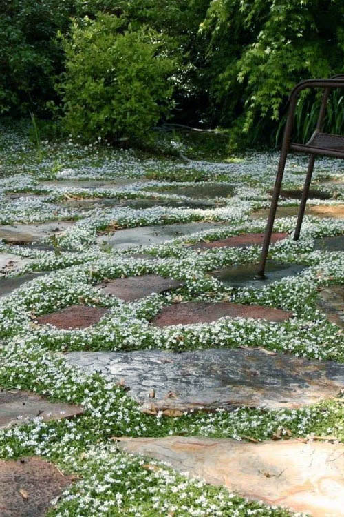  White Star Creeper (Pratia Angulata) - 5 Pack Of Pint Pots