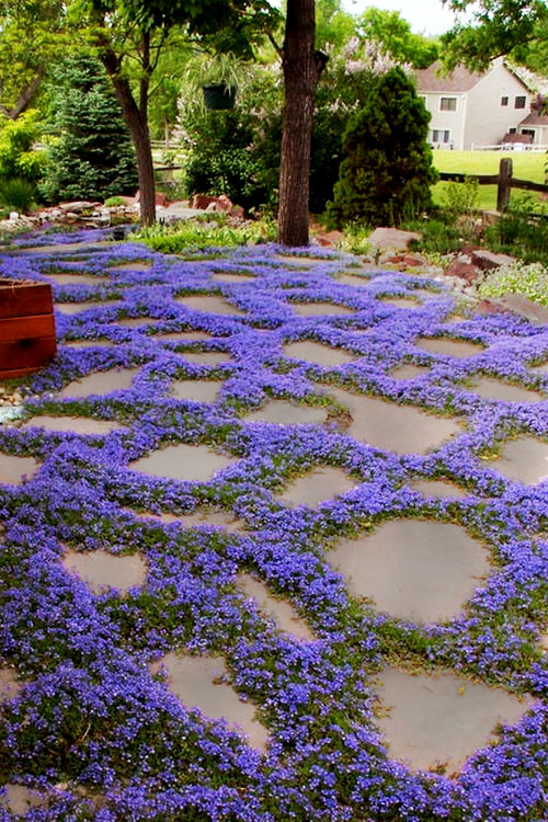  County Park Pratia (Blue Star Creeper) - 6 Pack Of Pint Pots