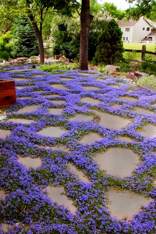  County Park Pratia (Blue Star Creeper) - 6 Pack Of Pint Pots