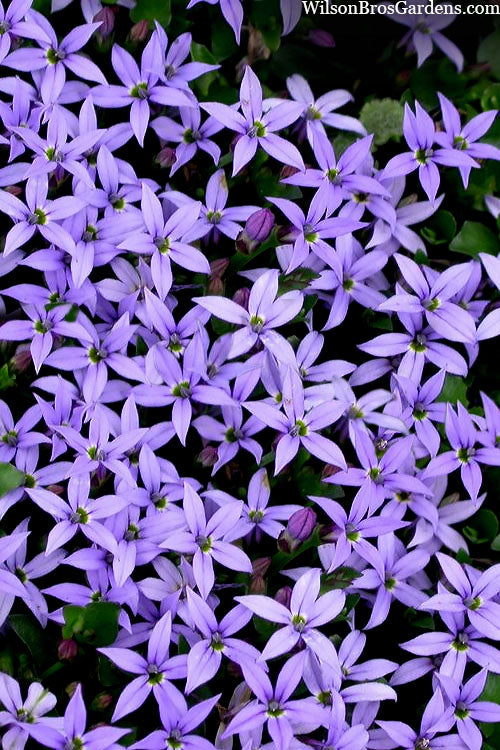  County Park Pratia (Blue Star Creeper) - 6 Pack Of Pint Pots