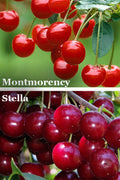  2-in-1 Combo Cherry Tree - 7 Gallon Pot