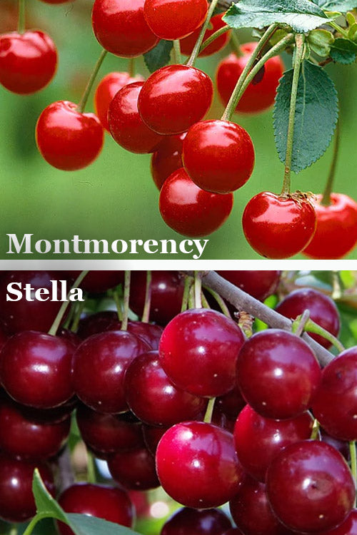  2-in-1 Combo Cherry Tree - 7 Gallon Pot