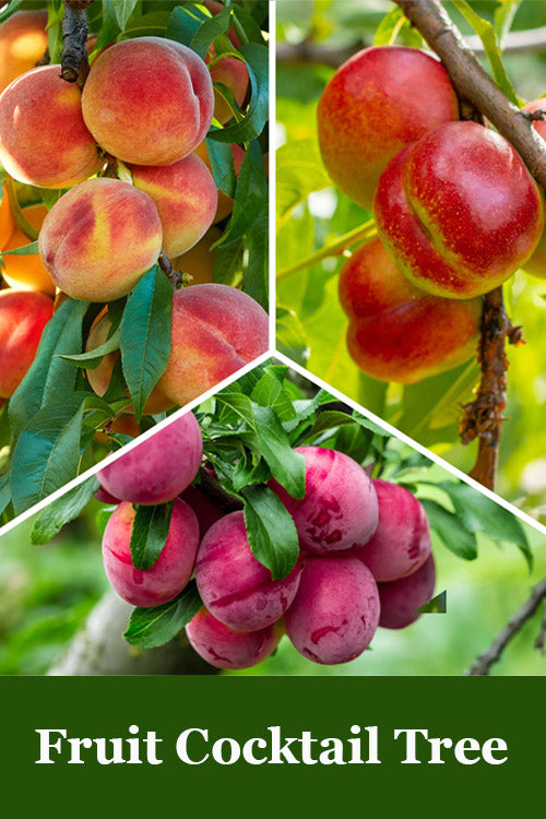  3-in-1 Fruit Cocktail Tree (Prunus) - 7 Gallon Pot