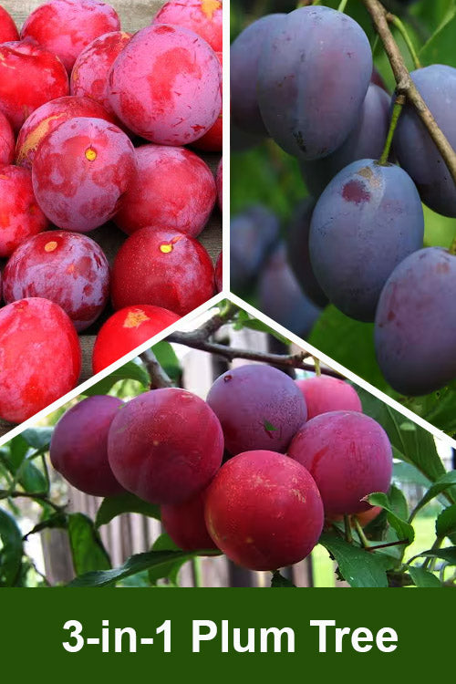  3-in-1 Combo Plum Tree - 7 Gallon Pot