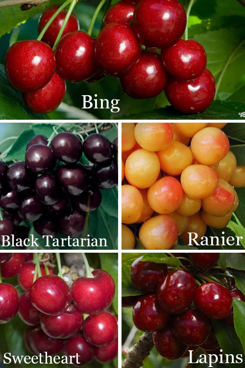  5-in-1 Combo Cherry Tree - 7 Gallon Pot