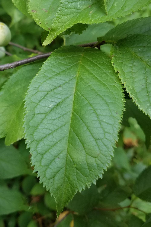  American Wild Plum Tree (Prunus Americana) - 1 Gallon Pot