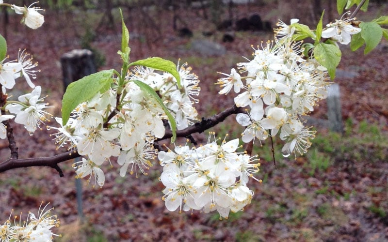  American Wild Plum Tree (Prunus Americana) - 1 Gallon Pot