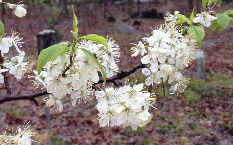  American Wild Plum Tree (Prunus Americana) - 3 Gallon Pot