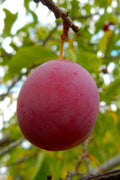  American Wild Plum Tree (Prunus Americana) - 1 Gallon Pot