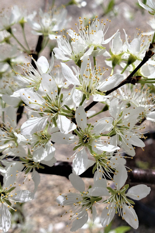  American Wild Plum Tree (Prunus Americana) - 3 Gallon Pot