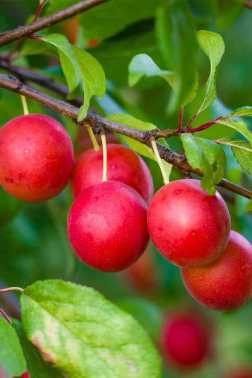 American Wild Plum Tree (Prunus Americana) - 1 Gallon Pot