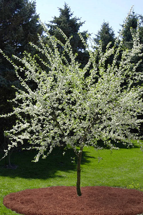  American Wild Plum Tree (Prunus Americana) - 3 Gallon Pot