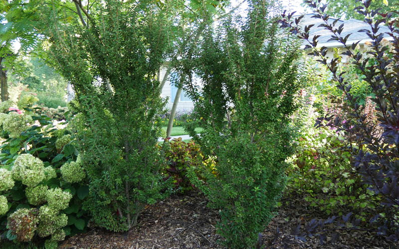  Zuzu Flowering Cherry (Prunus Incisa 'Rinpo') - 5 Gallon Pot