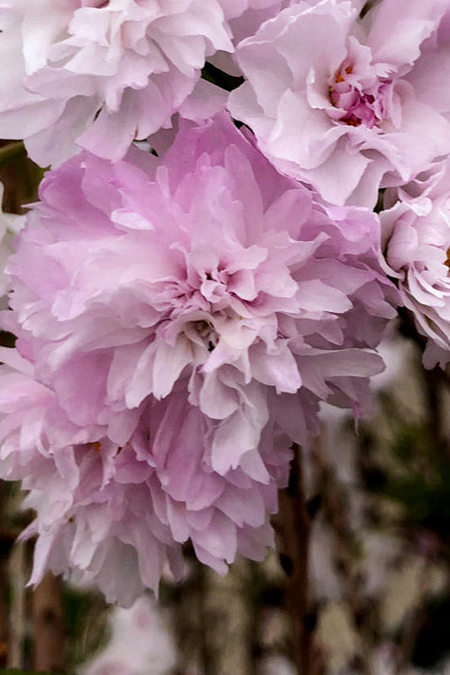  Zuzu Flowering Cherry (Prunus Incisa 'Rinpo') - 5 Gallon Pot