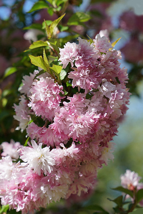  Zuzu Flowering Cherry (Prunus Incisa 'Rinpo') - 5 Gallon Pot