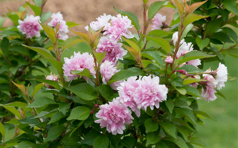  Zuzu Flowering Cherry (Prunus Incisa 'Rinpo') - 3 Gallon Pot