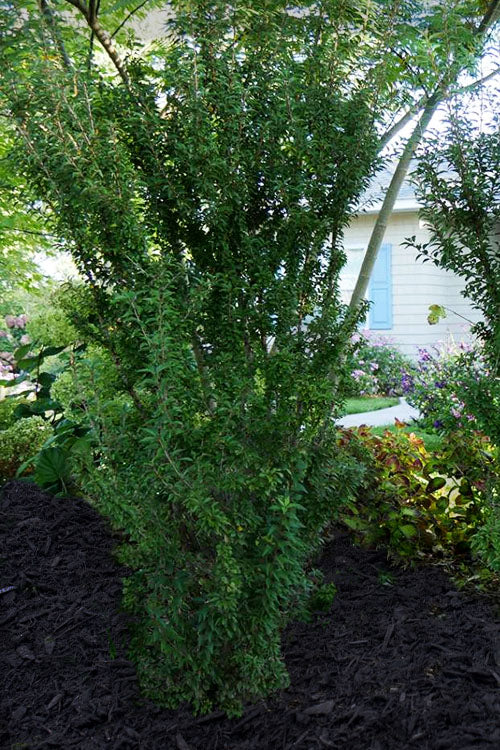  Zuzu Flowering Cherry (Prunus Incisa 'Rinpo') - 3 Gallon Pot