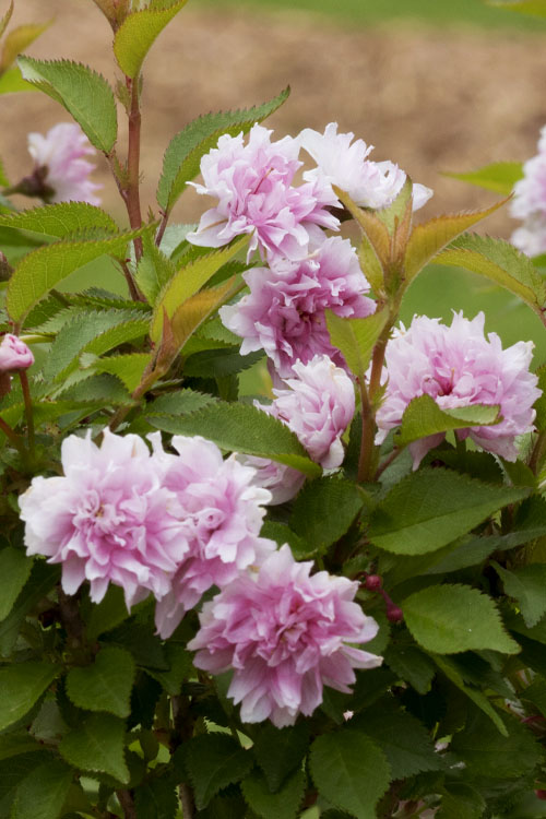  Zuzu Flowering Cherry (Prunus Incisa 'Rinpo') - 5 Gallon Pot