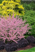  Pink Flowering Afghan Bush Cherry (Prunus Jacquemontii) - 3 Gallon Pot
