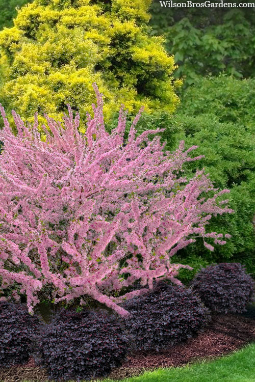  Pink Flowering Afghan Bush Cherry (Prunus Jacquemontii) - 3 Gallon Pot