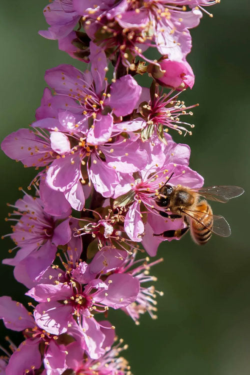  Pink Flowering Afghan Bush Cherry (Prunus Jacquemontii) - 3 Gallon Pot