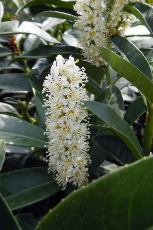  Compact English Cherry Laurel - 3 Gallon Pot