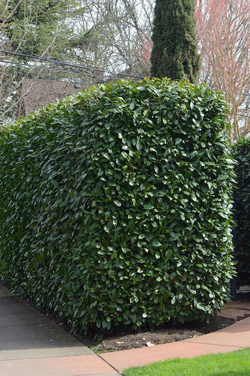  Compact English Cherry Laurel - 5 Gallon Pot