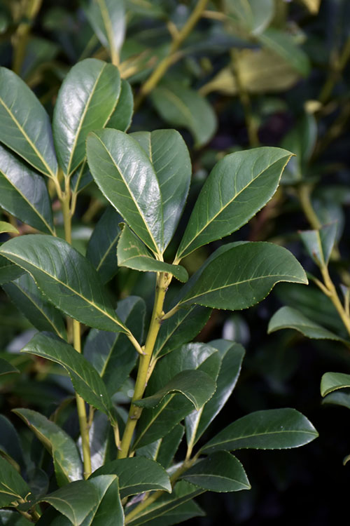  Compact English Cherry Laurel - 3 Gallon Pot