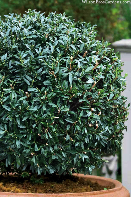  Napoleon Cherry Laurel (Prunus Laurocerasus) - 6 Pack Of 1 Gallon Pot