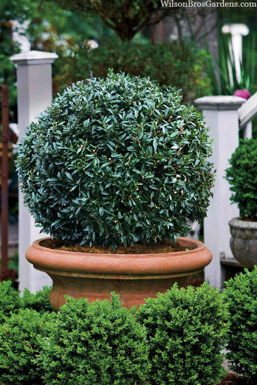  Napoleon Cherry Laurel (Prunus Laurocerasus) - 6 Pack Of 1 Gallon Pot