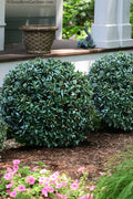  Napoleon Cherry Laurel (Prunus Laurocerasus) - 1 Gallon Pot