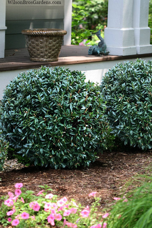  Napoleon Cherry Laurel (Prunus Laurocerasus) - 1 Gallon Pot
