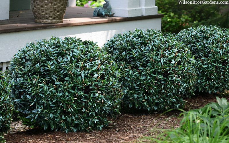  Napoleon Cherry Laurel (Prunus Laurocerasus) - 6 Pack Of 1 Gallon Pot
