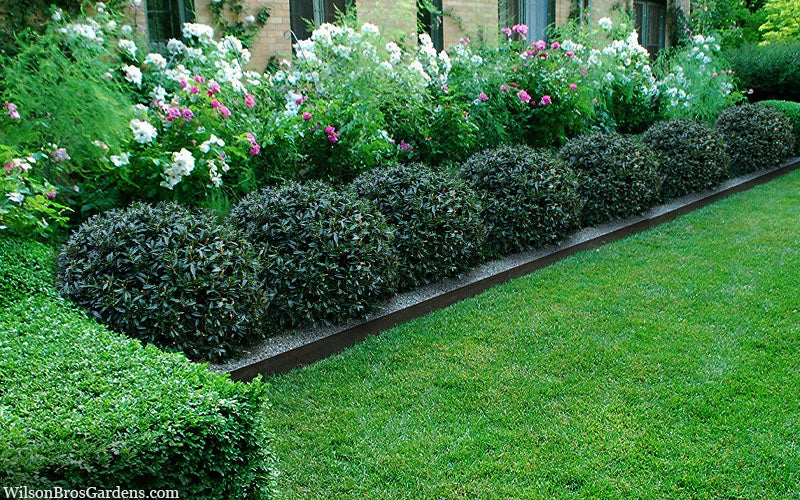  Napoleon Cherry Laurel (Prunus Laurocerasus) - 6 Pack Of 1 Gallon Pot