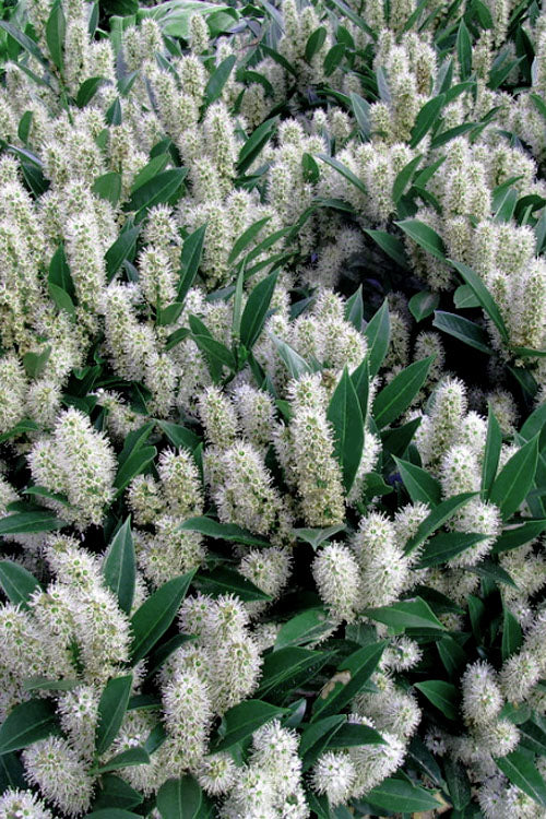 Otto Luyken English Laurel (Prunus Laurocersasus) - 5 Gallon Pot