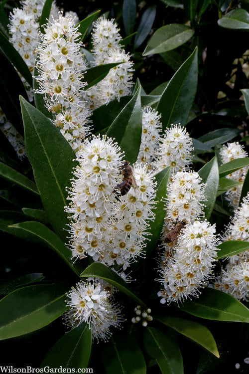 Napoleon Cherry Laurel (Prunus Laurocerasus) - 1 Gallon Pot