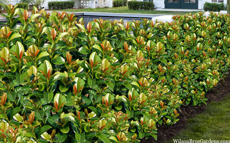  Volcano English Cherry Laurel (Prunus Laurocersasus) - 3 Gallon Pot