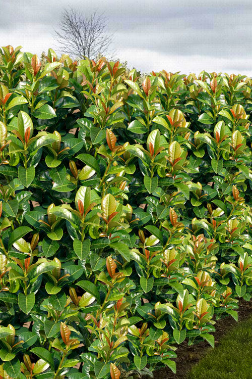  Volcano English Cherry Laurel (Prunus Laurocersasus) - 3 Gallon Pot