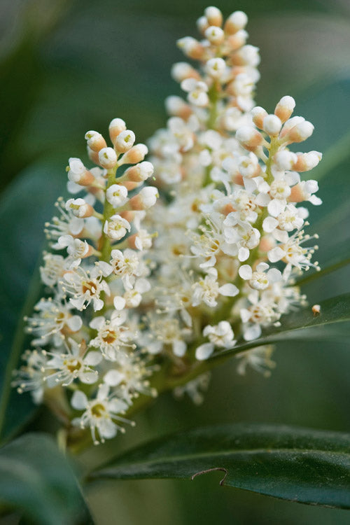  Volcano English Cherry Laurel (Prunus Laurocersasus) - 3 Gallon Pot