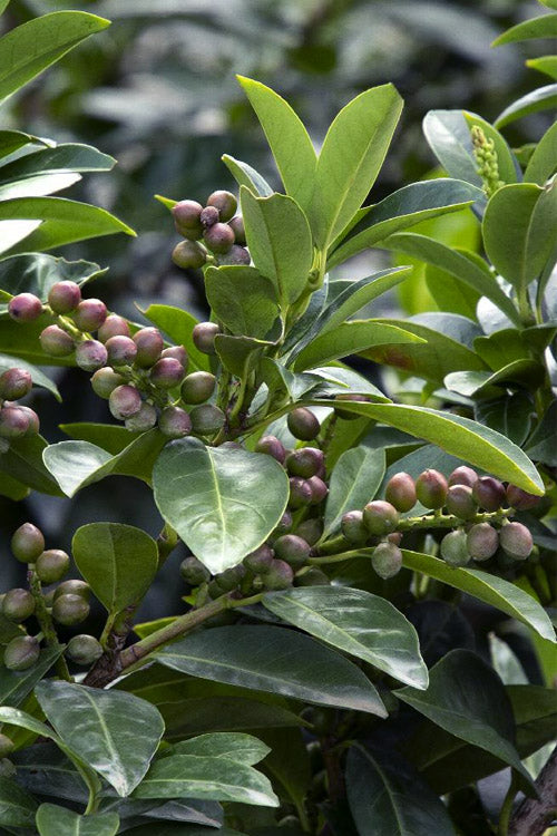  Volcano English Cherry Laurel (Prunus Laurocersasus) - 3 Gallon Pot