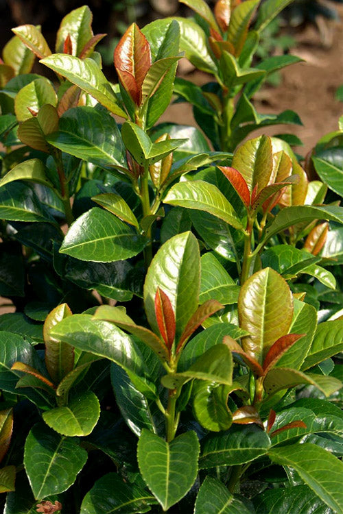  Volcano English Cherry Laurel (Prunus Laurocersasus) - 3 Gallon Pot