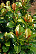 Volcano English Cherry Laurel (Prunus Laurocersasus) - 3 Gallon Pot