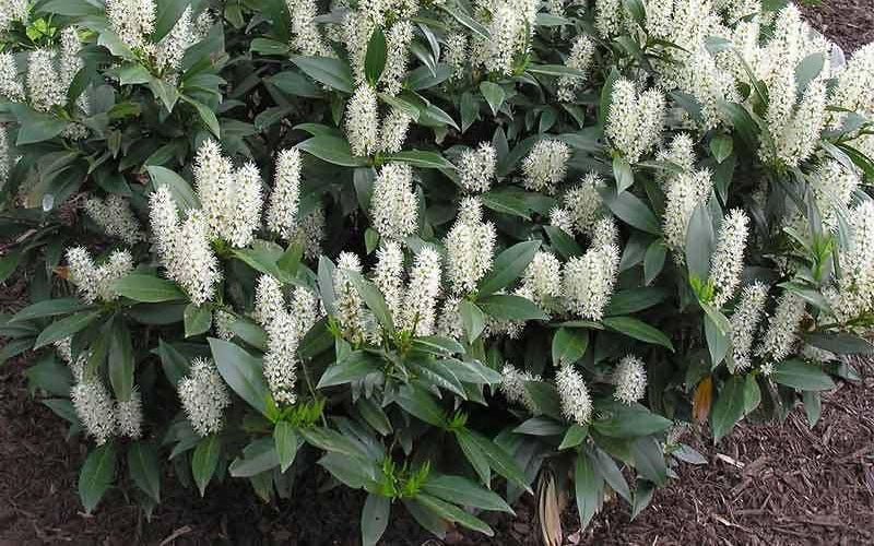  Zabel Laurel (Prunus Laurocersasus 'Zabeliana') - 1 Gallon Pot