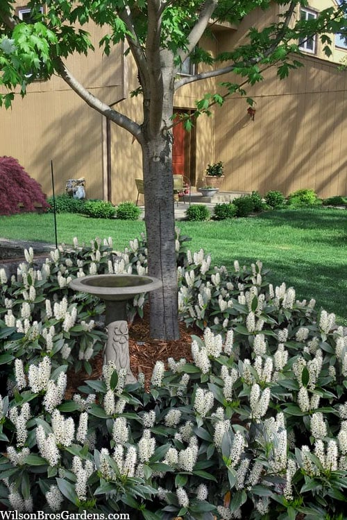  Zabel Laurel (Prunus Laurocersasus 'Zabeliana') - 6 Pack Of 1 Gallon Pots