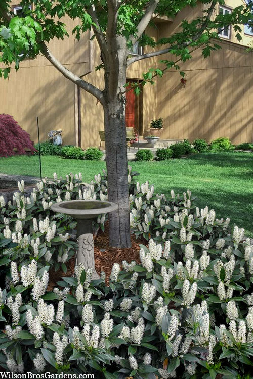  Zabel Laurel (Prunus Laurocersasus 'Zabeliana') - 1 Gallon Pot