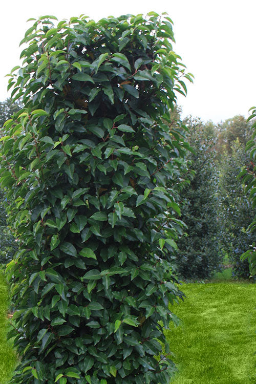  Portuguese Laurel (Prunus Lusitanica) - 7 Gallon Pot